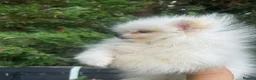 Pomeranian dogs for sale: pomarain pups - Advert 5