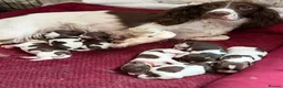 English Springer Spaniel dogs for sale: 7 stunning springer spaniels 🐾 - Advert 3