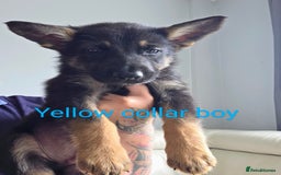 Mixed Breed dogs for sale: Ready to leave 3/8/25  in Great Yarmouth - Image 10