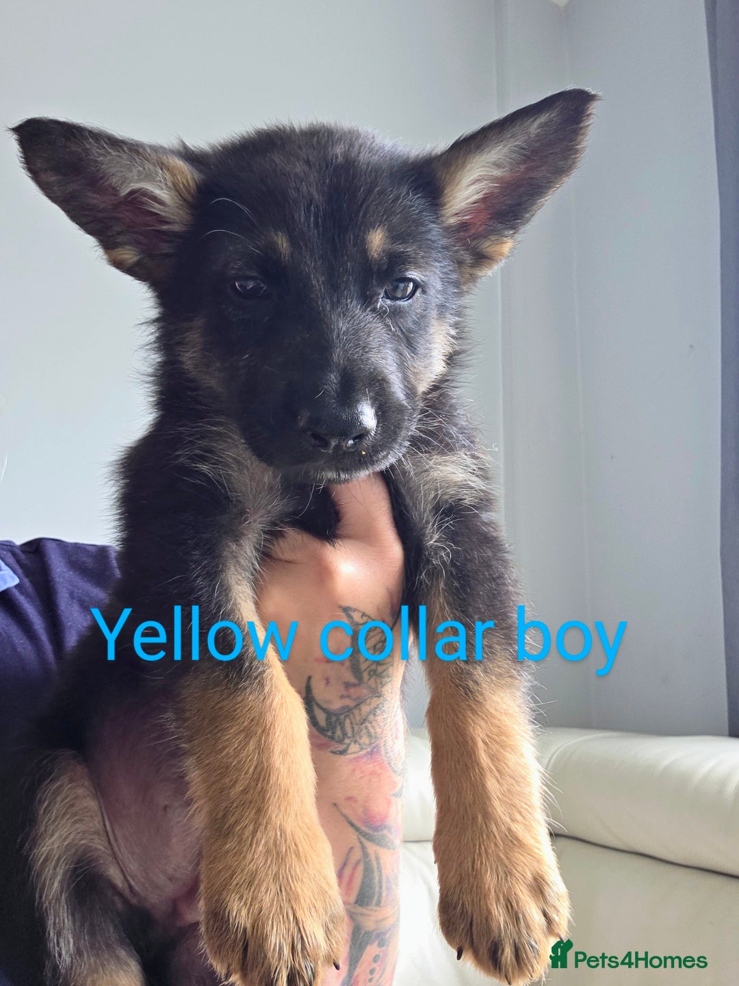 Mixed Breed dogs for sale: Ready to leave 3/8/25  in Great Yarmouth - Image 10