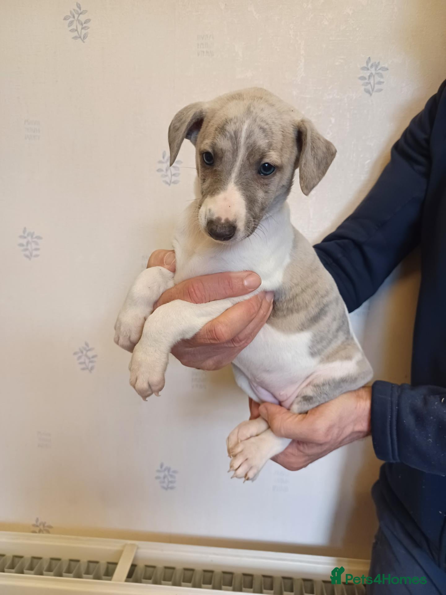 Whippet dogs Beautiful Pedigree Whippet Puppies  - Advert 1