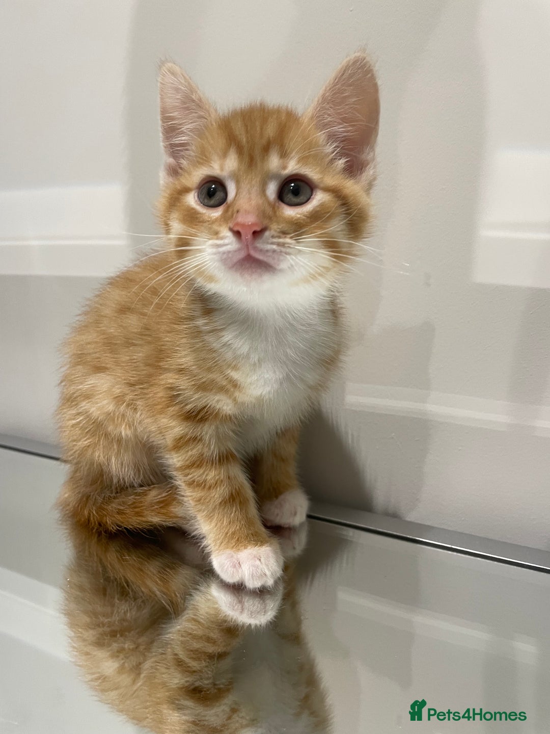 Mixed Breed cats for sale: Beautiful kittens ready to go now  - Advert 19