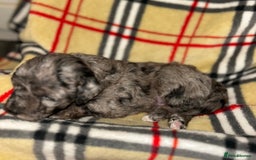 Mixed Breed dogs for sale: Fb1 bedipoo merl  - Image 4