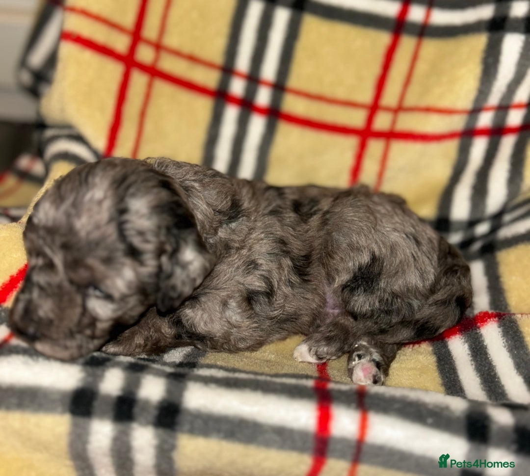 Mixed Breed dogs for sale: Fb1 bedipoo merl  - Image 4