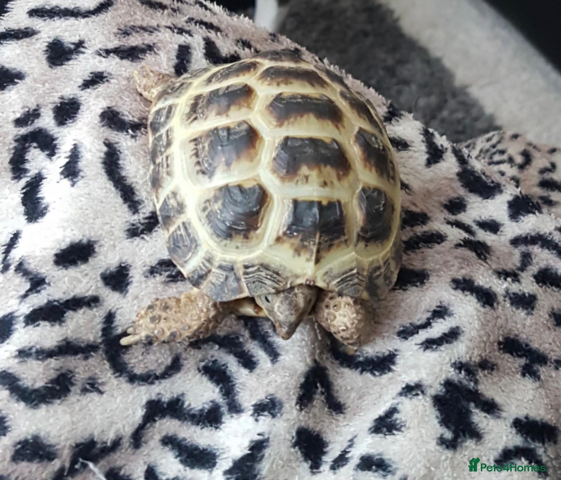 Tortoise reptiles for sale: Tortoise and vivarium  - Advert 2
