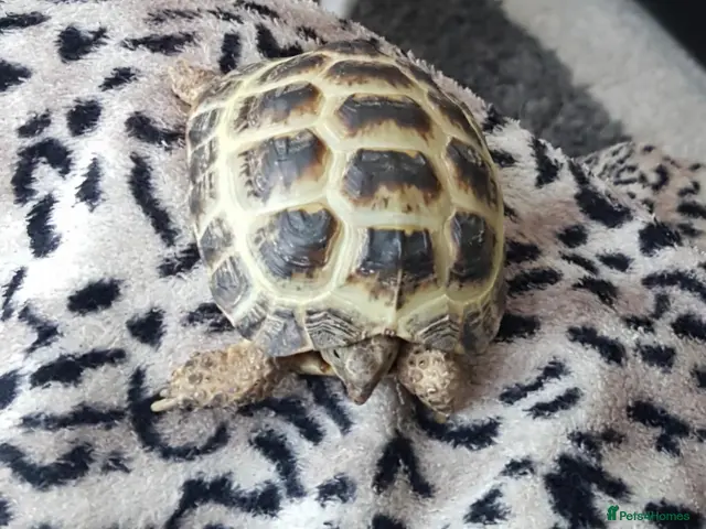 Tortoise reptiles for sale: Tortoise and vivarium - Advert 2