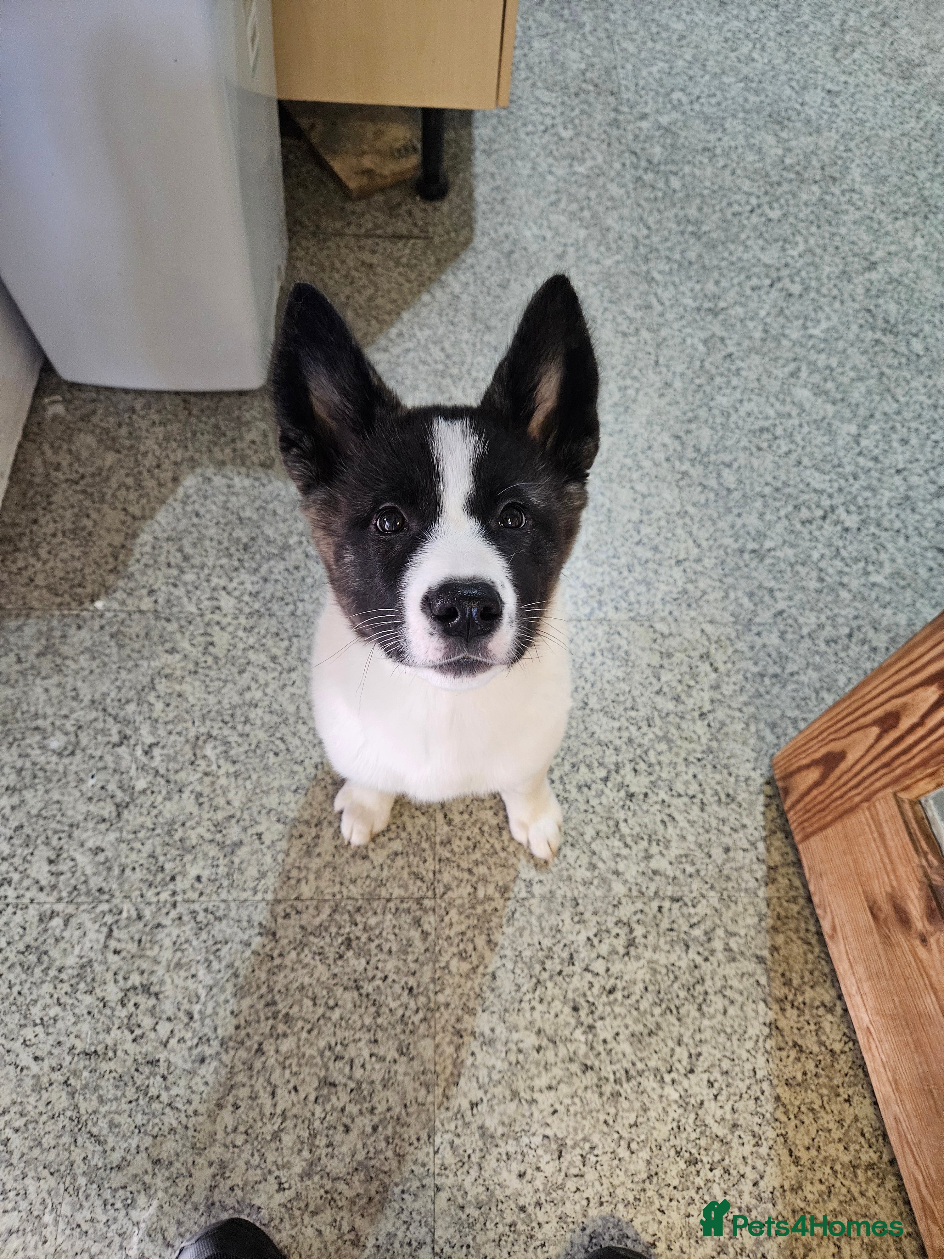 Akita dogs Akita pups. Last 2 girls looking for their homes  - Advert 1