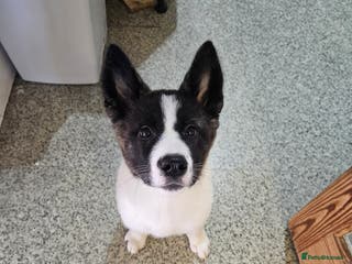 Akita dogs Akita pups. Last 2 girls looking for their homes - Advert 1