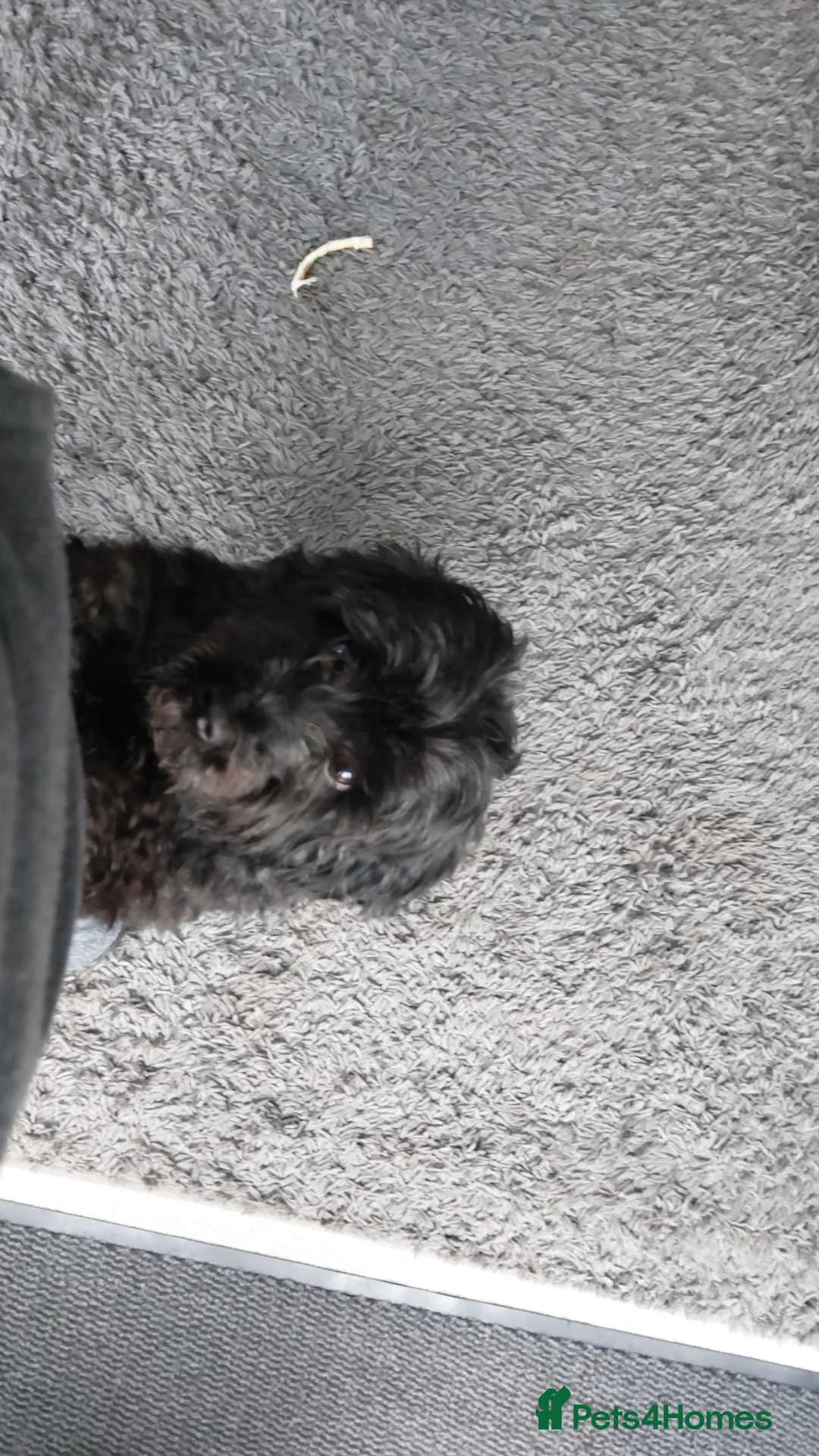 Maltipoo dogs for sale: Maltipoo  - Advert 3