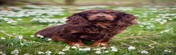 Cocker Spaniel dogs for stud: Small but Mighty! Health Tested, Kc Reg at Stud - Advert 4