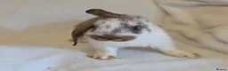 Mixed Breed rabbits for sale: Mixed giant breed rabbits in London - Advert 4