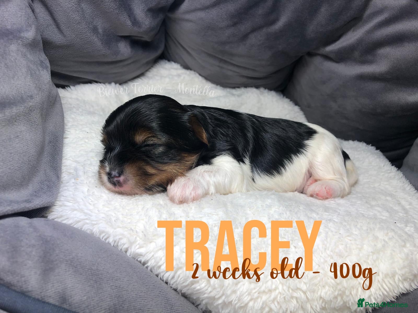 Yorkshire Terrier dogs Three Adorable Biewer Terrier Puppies LEFT! - Advert 1