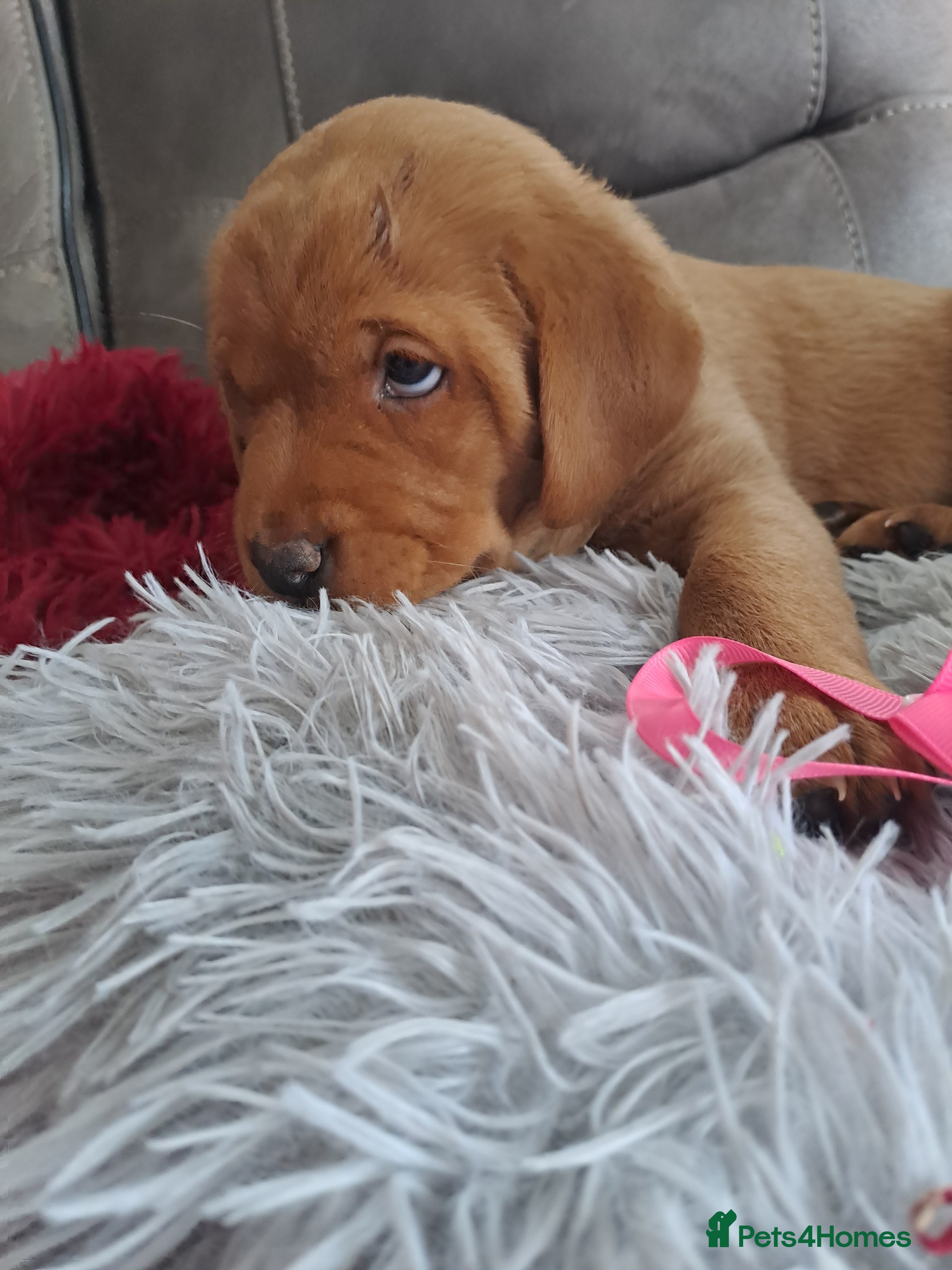 Labrador Retriever dogs Red fox Labrador litter  - Advert 11