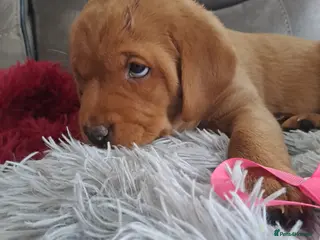 Labrador Retriever dogs Red fox Labrador litter - Advert 1