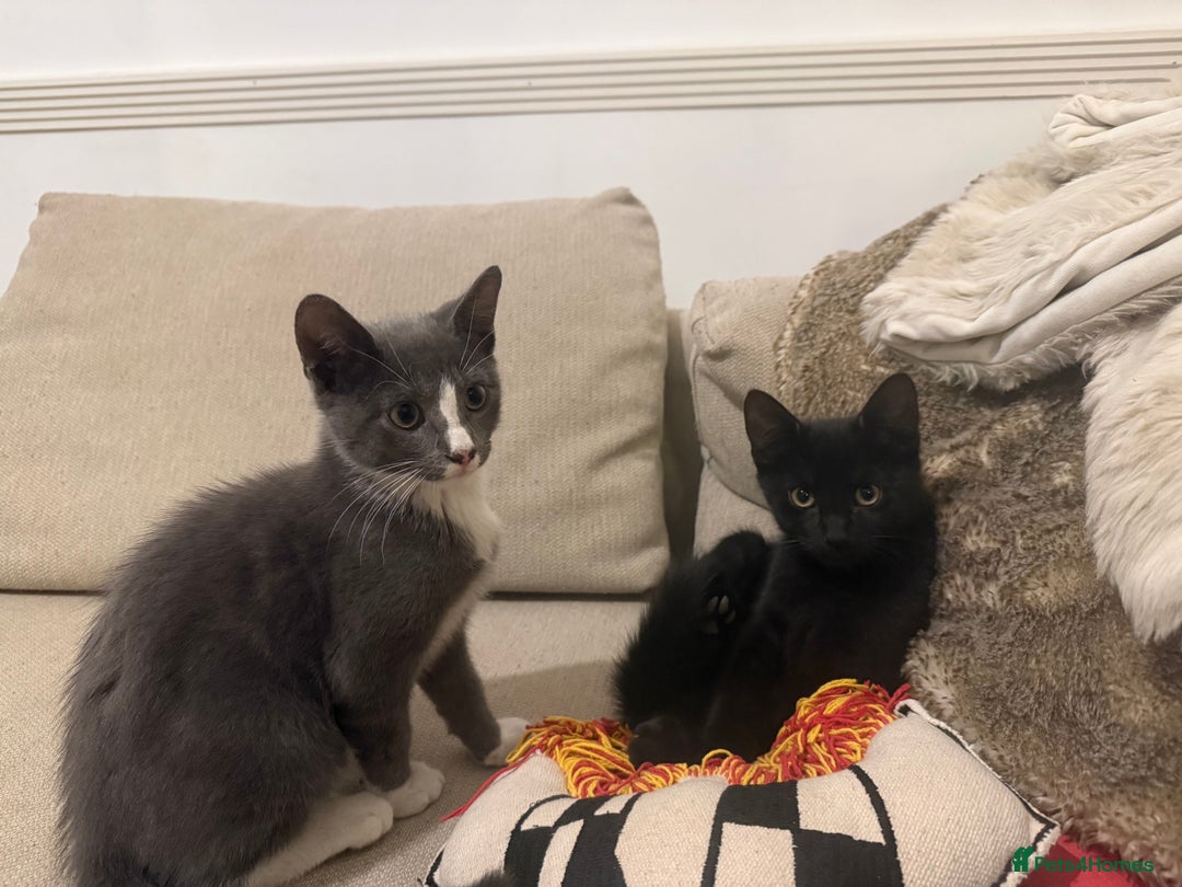 Mixed Breed cats for sale: 2 sweet natured and playful kittens for sale - Image 5