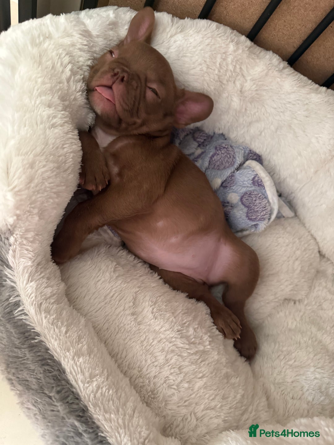 French Bulldog dogs for sale: Female French bulldog puppy - Advert 4