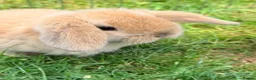 Mini Lop rabbits for sale: Two mini lop rabbits for sale  in Worksop - Advert 6