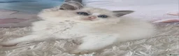 Ragdoll cats for sale: 💕Cute Champion line Ragdolls Kittens 💕 - Advert 32