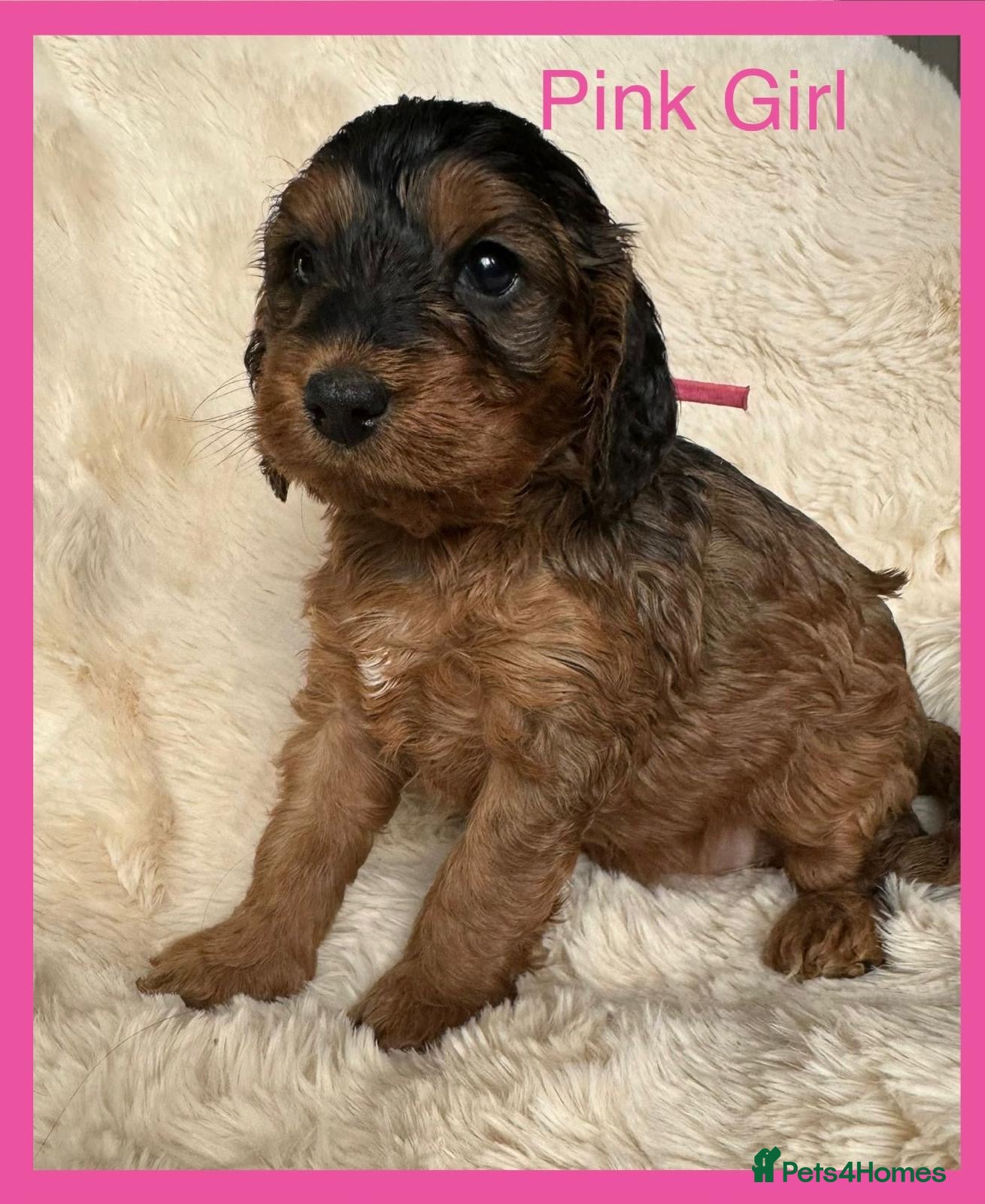 Cockapoo dogs Stunning F1 Toy Cockapoo Puppies  - Advert 16