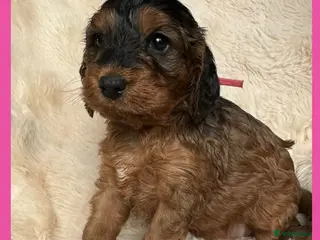 Cockapoo dogs Stunning F1 Toy Cockapoo Puppies - Advert 16