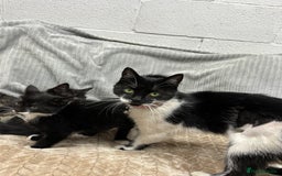British Longhair cats for sale: 3 beautiful kittens - Image 2