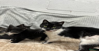 British Longhair cats - Advert 11