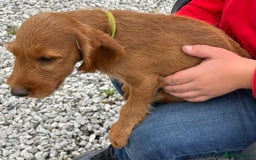 Labradoodle dogs for sale: Labradoodle  - Image 2