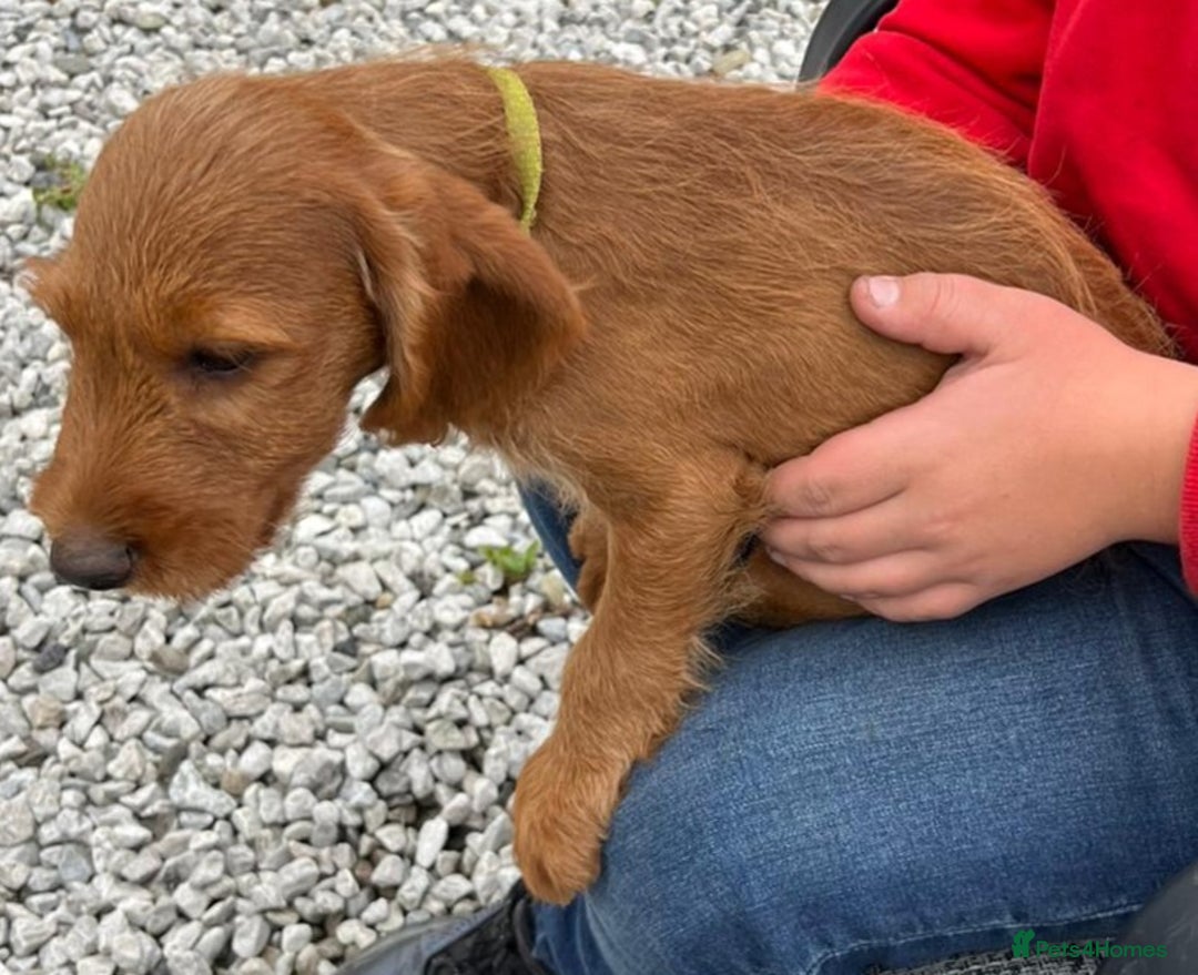 Labradoodle dogs for sale: Labradoodle  - Image 2
