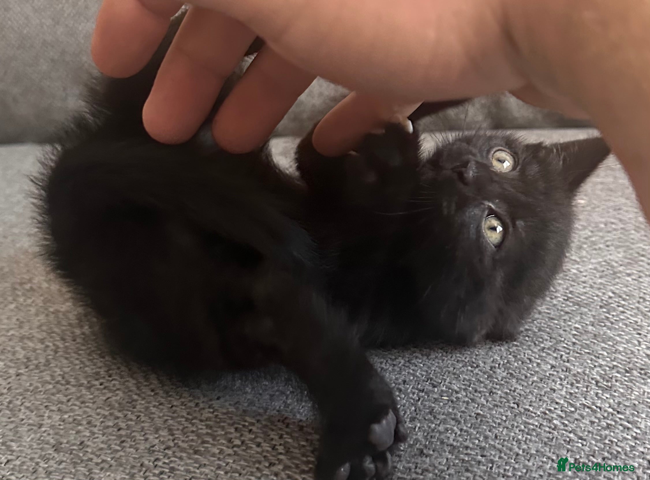 Mixed Breed cats for sale: 2 female black kittens price each in Kettering - Advert 4