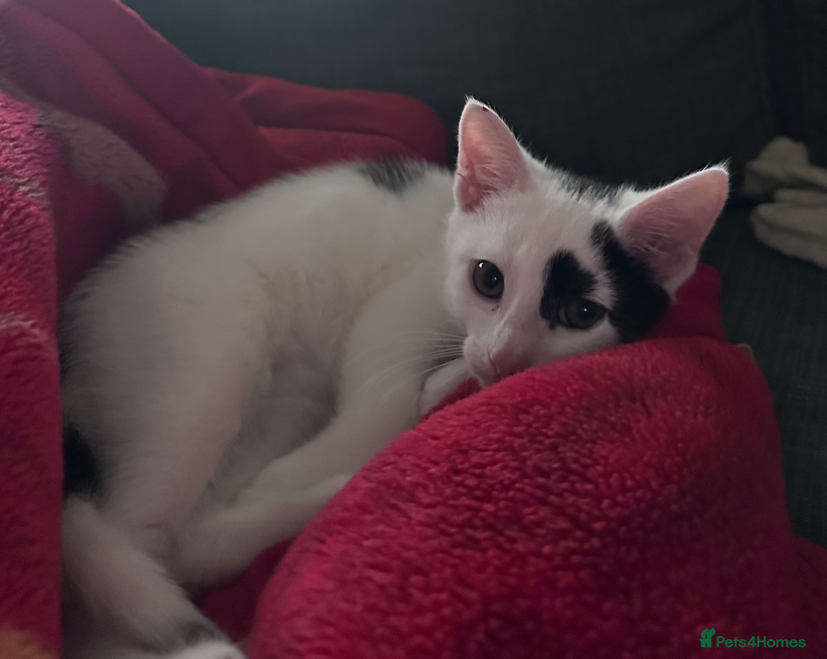 British Shorthair cats Patch  - Advert 3