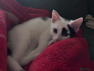 British Shorthair cats Patch - Advert 3