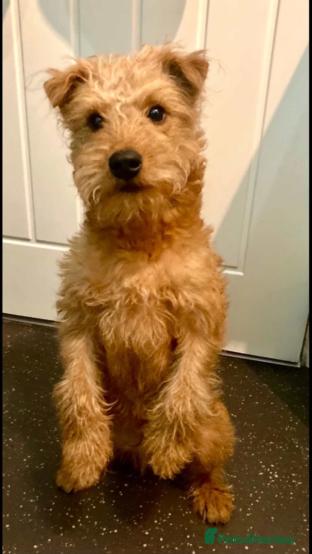 Lakeland Terrier dogs for sale: Vicki  in Solihull - Advert 2