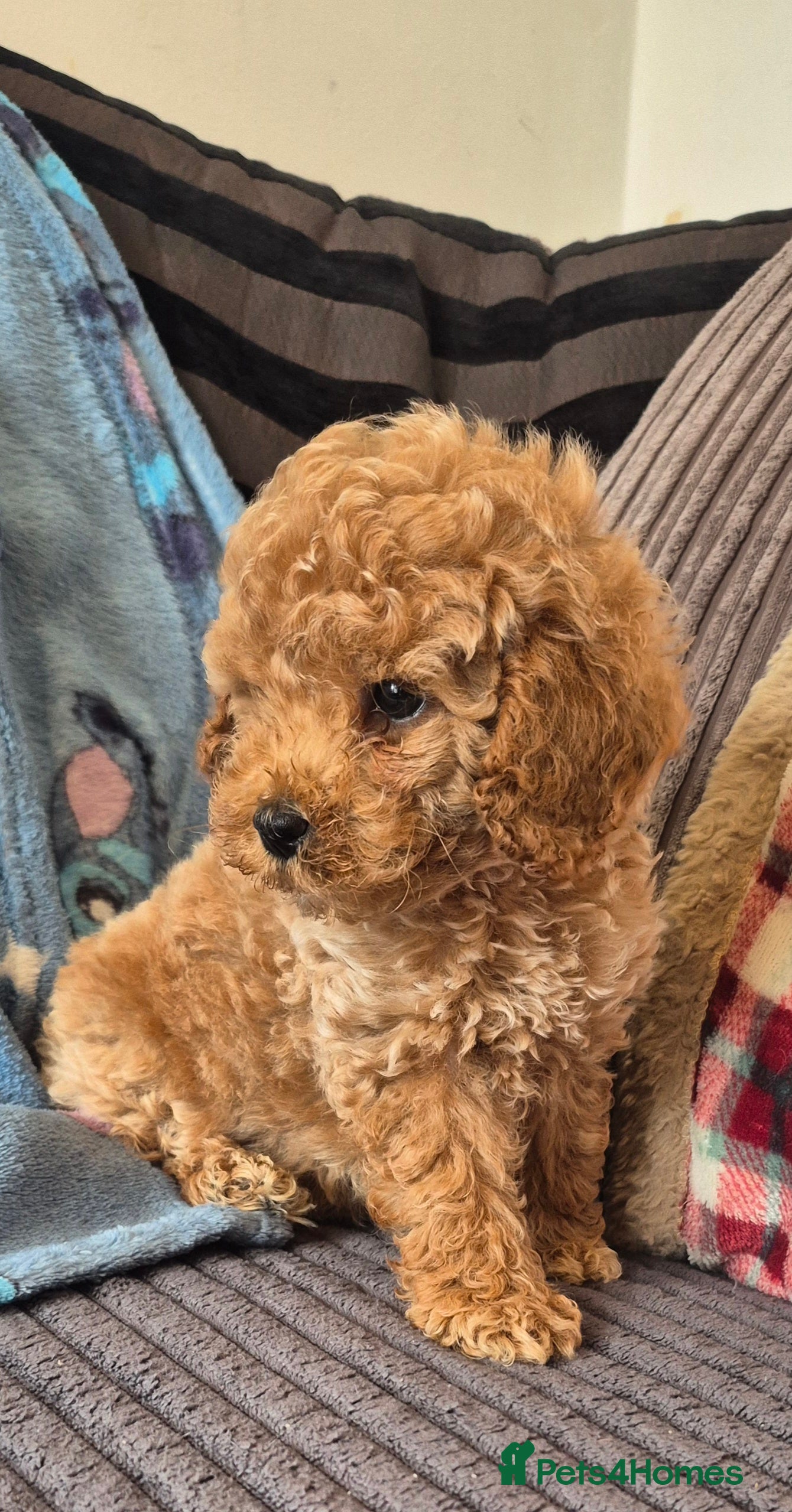 Toy Poodle dogs Toy poodle Asian beautiful puppies - Advert 4