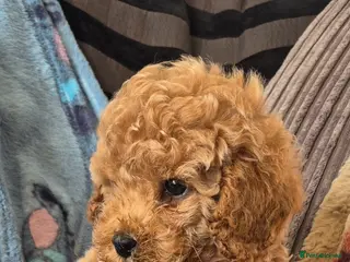 Toy Poodle dogs Toy poodle Asian beautiful puppies - Advert 4