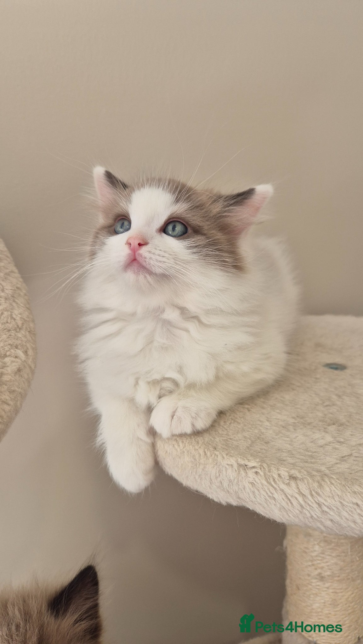 Ragdoll cats Only 1 boy left - Seal mink bicolour 🥹🐾🫶 - Advert 14