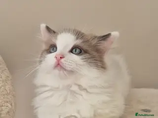 Ragdoll cats Only 1 boy left - Seal mink bicolour 🥹🐾🫶 - Advert 15