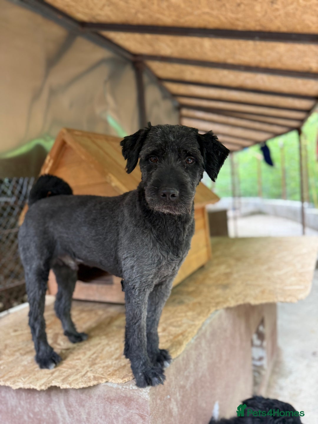 Mixed Breed dogs for adoption: Buzz needs a home - Image 3