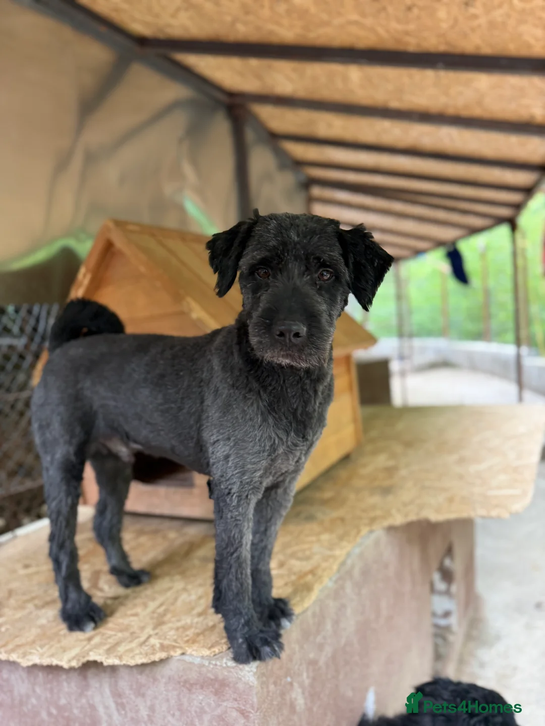 Mixed Breed dogs for adoption: Buzz needs a home - Advert 3