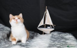 British Shorthair cats for sale: Last Red &White female British Shorthair kitten - Image 3