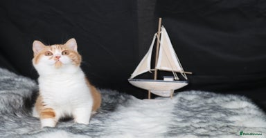 British Shorthair cats - Advert 12