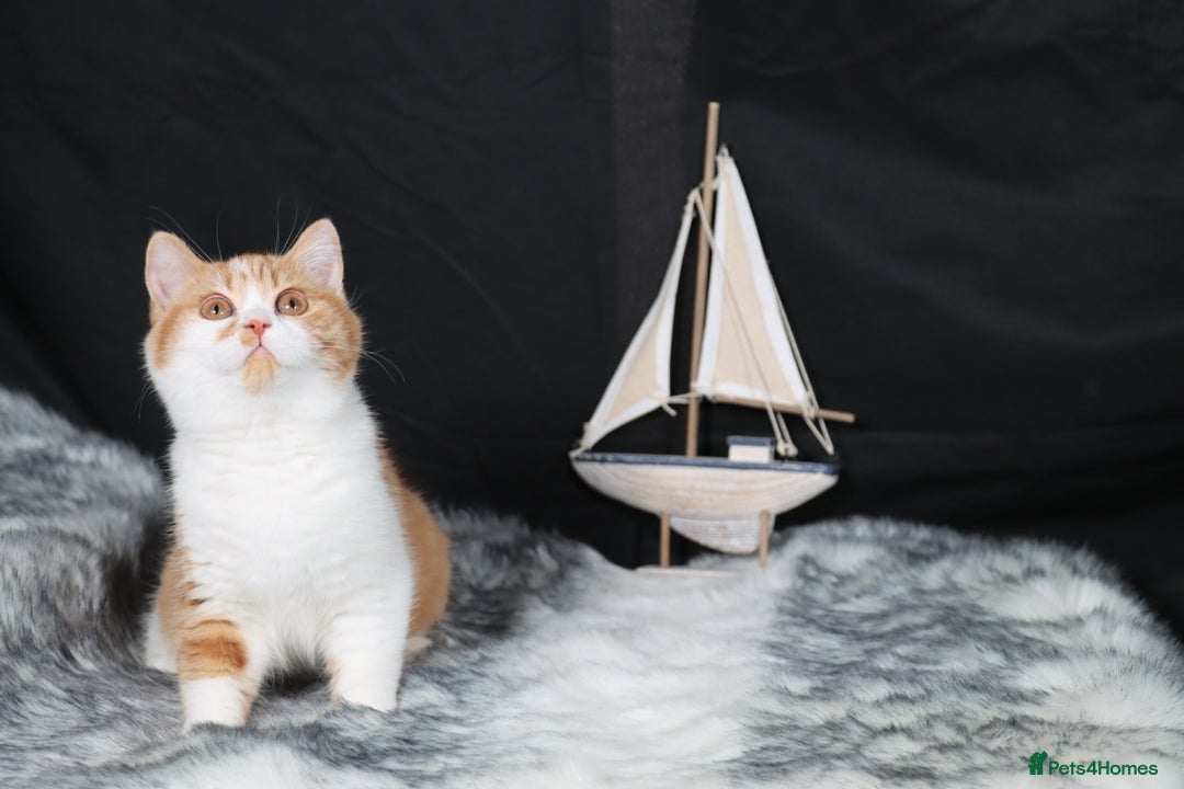 British Shorthair cats for sale: Last Red &White female British Shorthair kitten - Image 3
