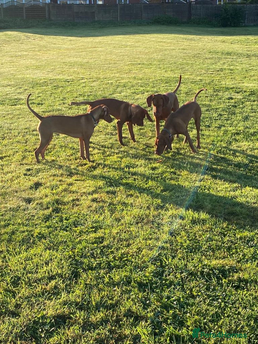 Hungarian Vizsla dogs for sale: KC Reg Hungarian Vizsla Puppies-Imported Lineage - Image 11
