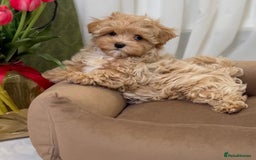 Maltipoo dogs for sale: Beautiful Best Friends Maltipoo toy puppies - Image 15