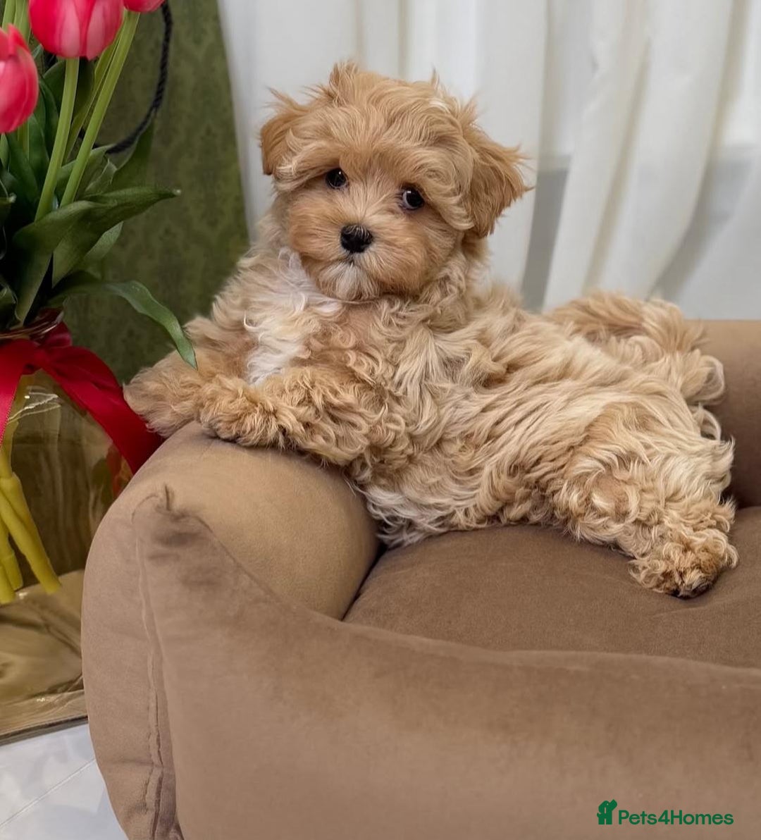 Maltipoo dogs for sale: Beautiful Best Friends Maltipoo toy puppies - Image 15
