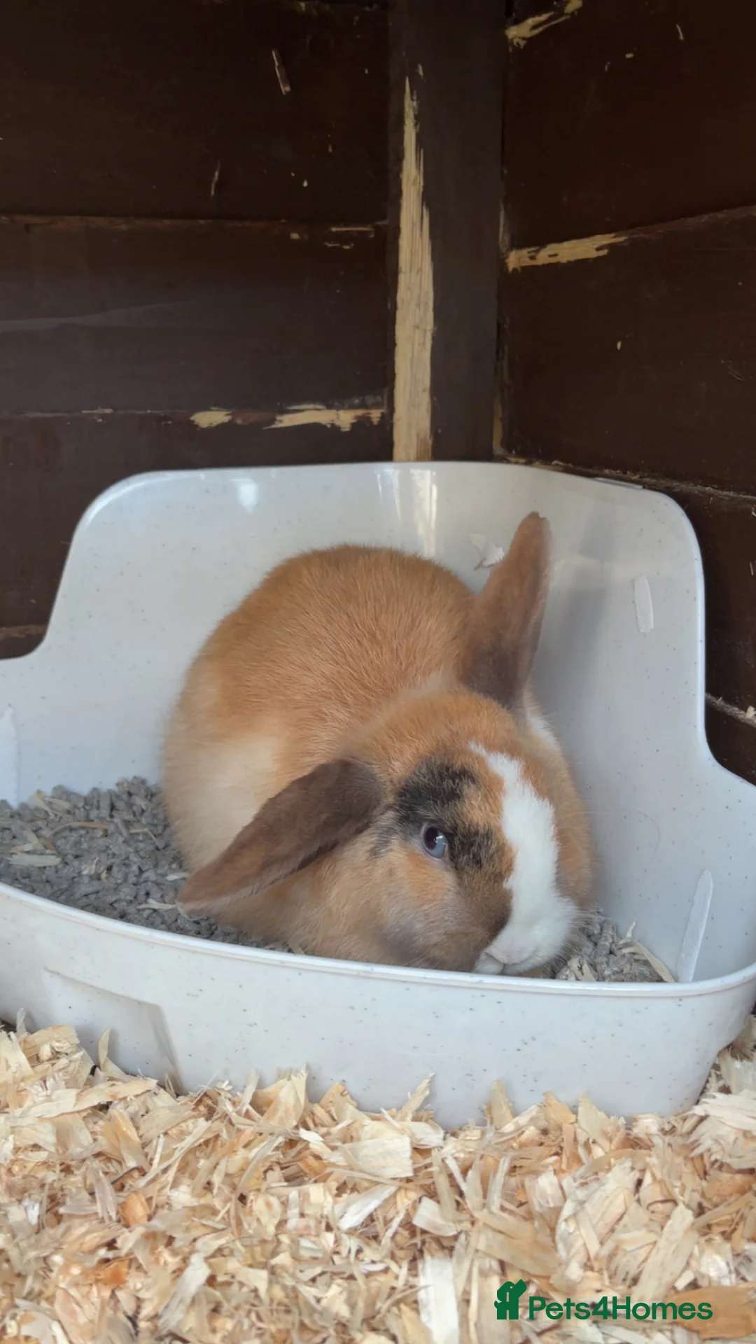 Mini Lop rabbits for sale: Female mini lop - Advert 2