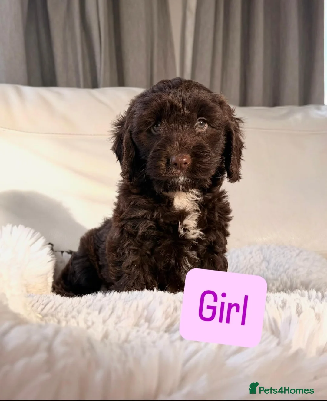 Cockapoo dogs for sale: F1 Cockapoo puppies  - Advert 1