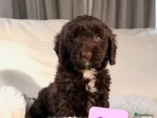 Cockapoo dogs F1 Cockapoo puppies - Advert 1