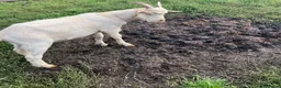 Goats livestock for sale: Male goats - Advert 7