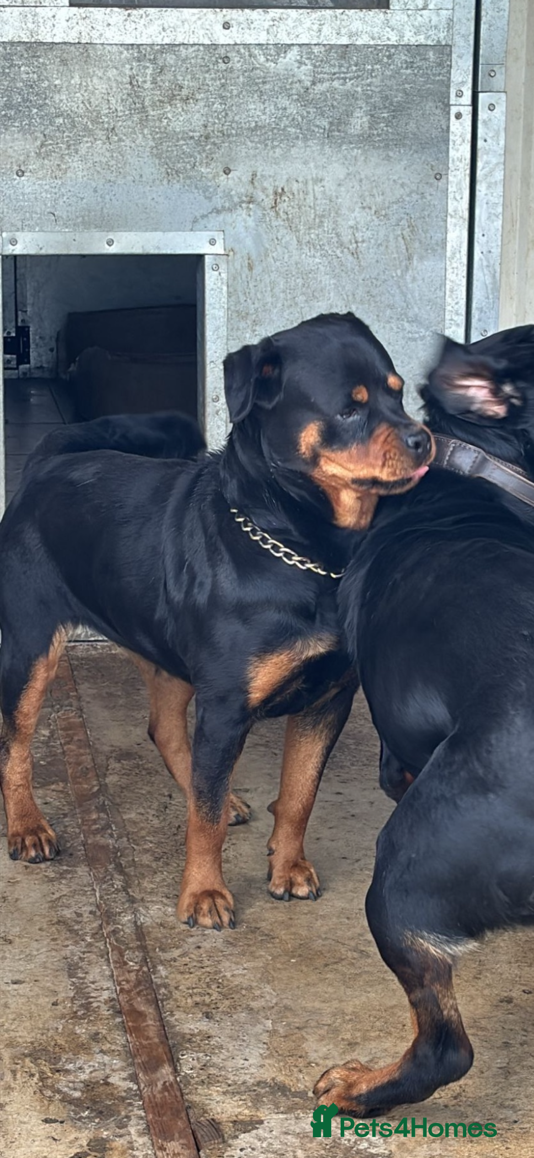 Rottweiler dogs for sale: Stunning Rottweiler Puppies  - Advert 6