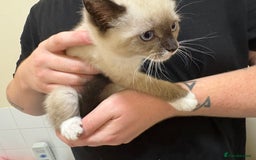 Mixed Breed cats for sale: Female kitten  - Image 2